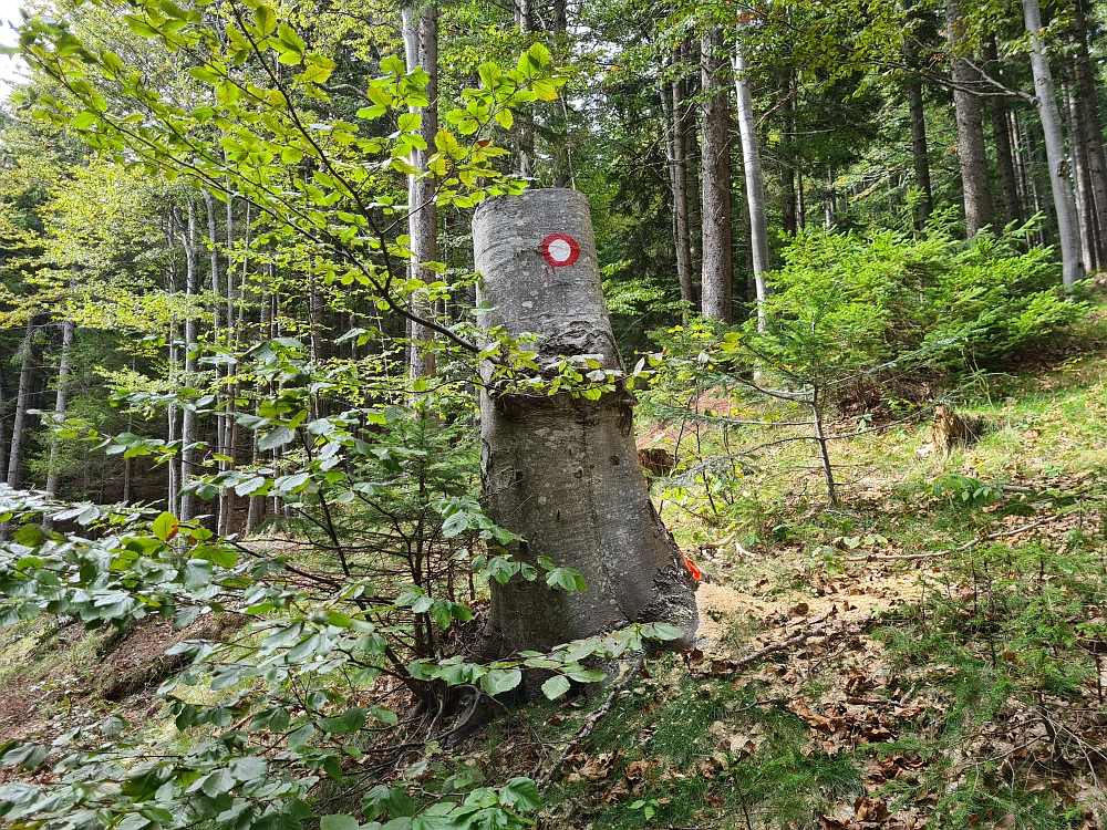 Slika je vidna v Google Chromu.