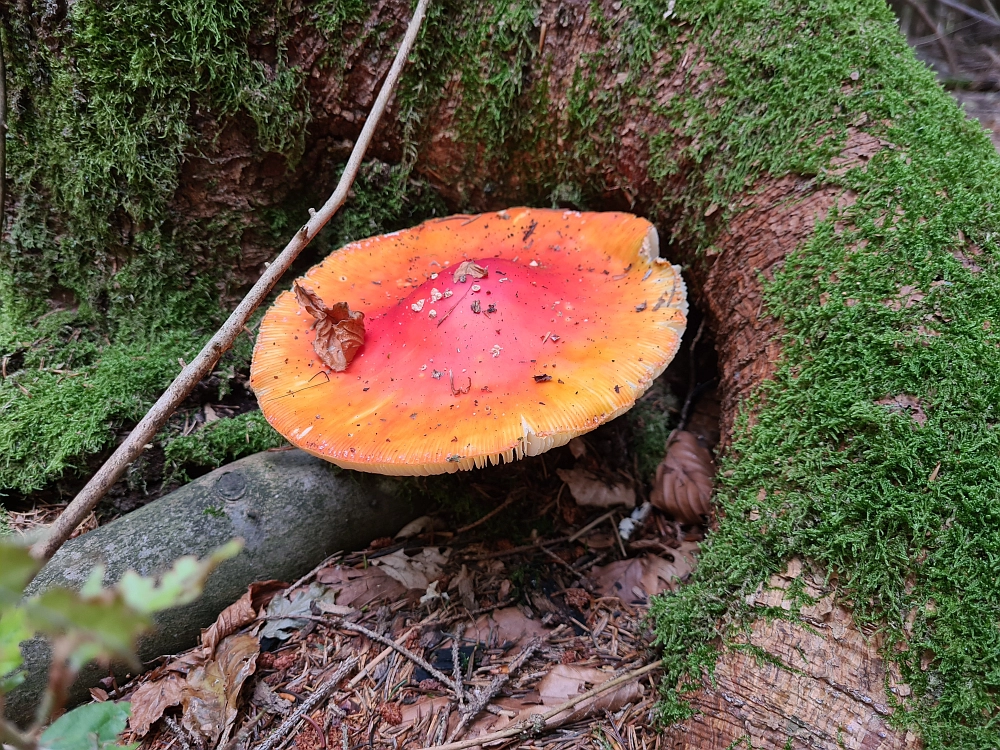 Slika je vidna v Google Chromu.