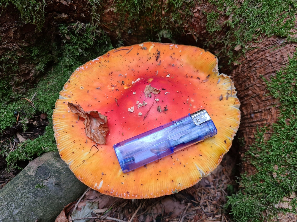 Slika je vidna v Google Chromu.