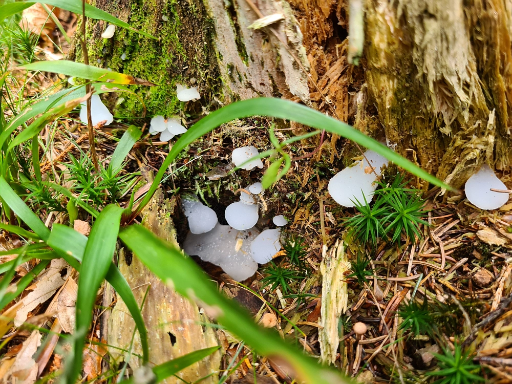 Slika je vidna v Google Chromu.