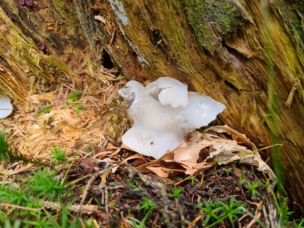 Slika je vidna v Google Chromu.