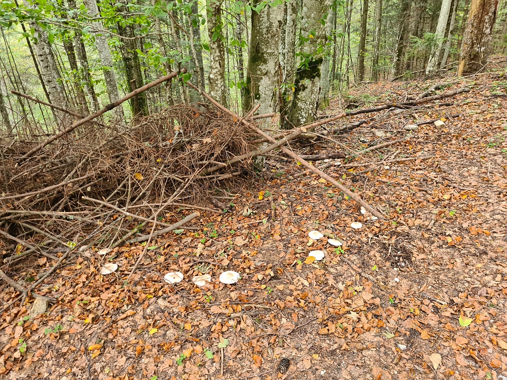 Slika je vidna v Google Chromu.