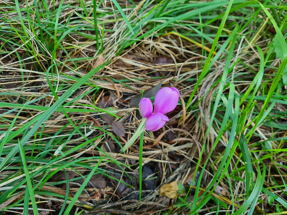 Slika je vidna v Google Chromu.