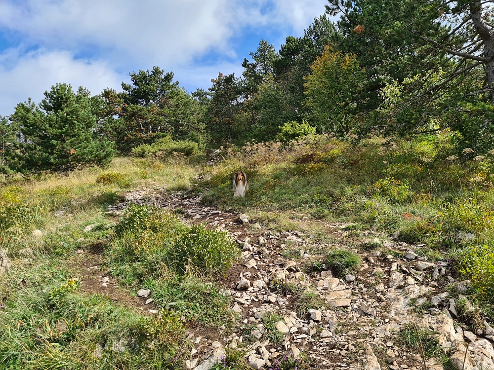 Slika je vidna v Google Chromu.
