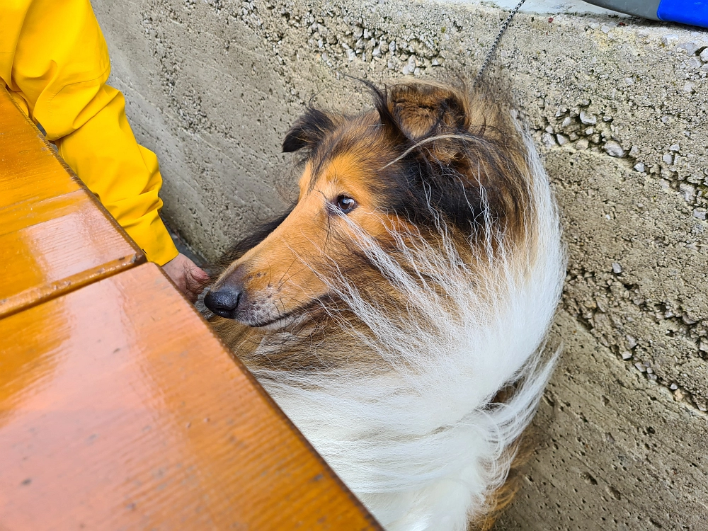 Slika je vidna v Google Chromu.