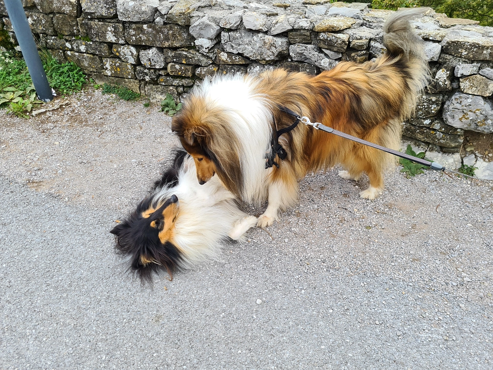 Slika je vidna v Google Chromu.