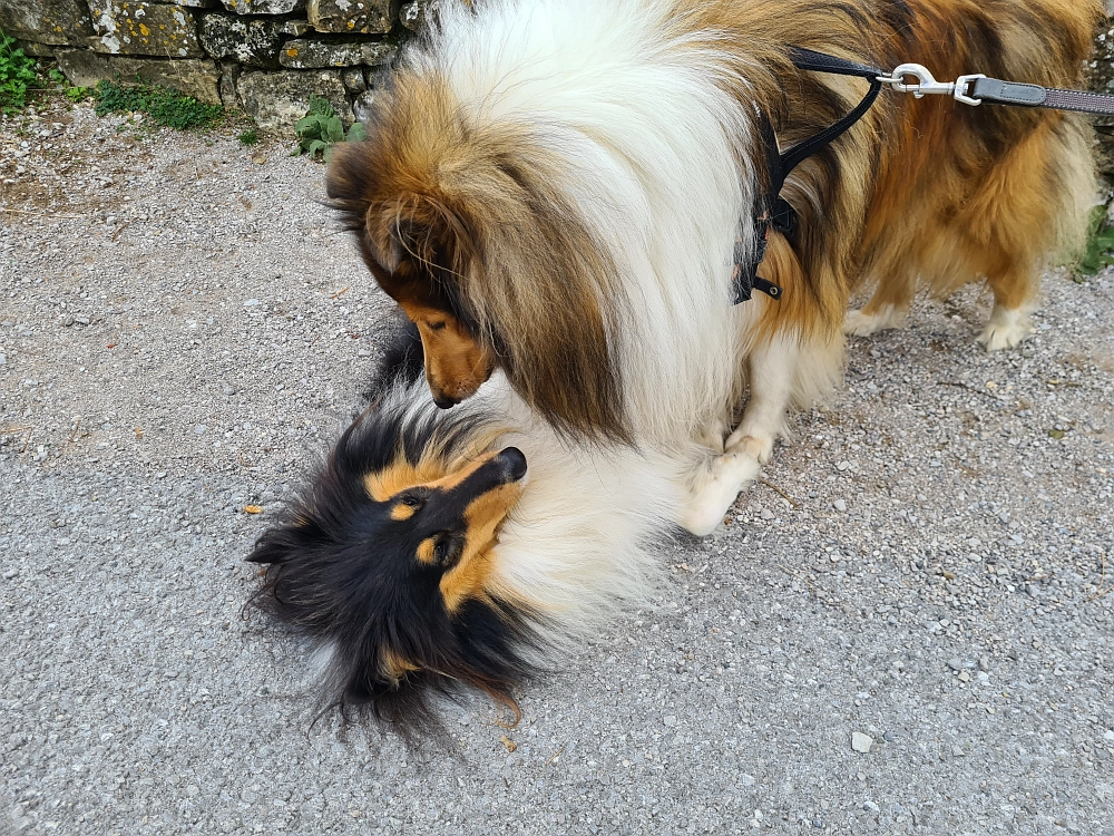 Slika je vidna v Google Chromu.