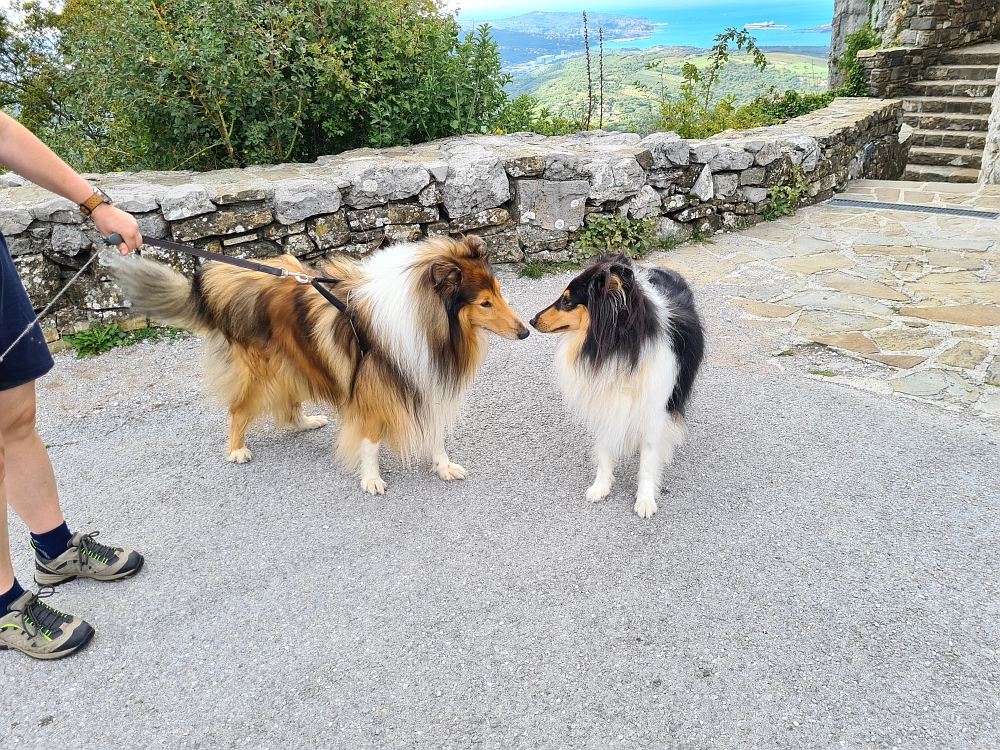 Slika je vidna v Google Chromu.