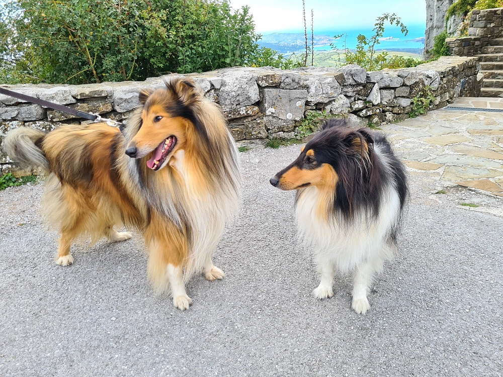 Slika je vidna v Google Chromu.