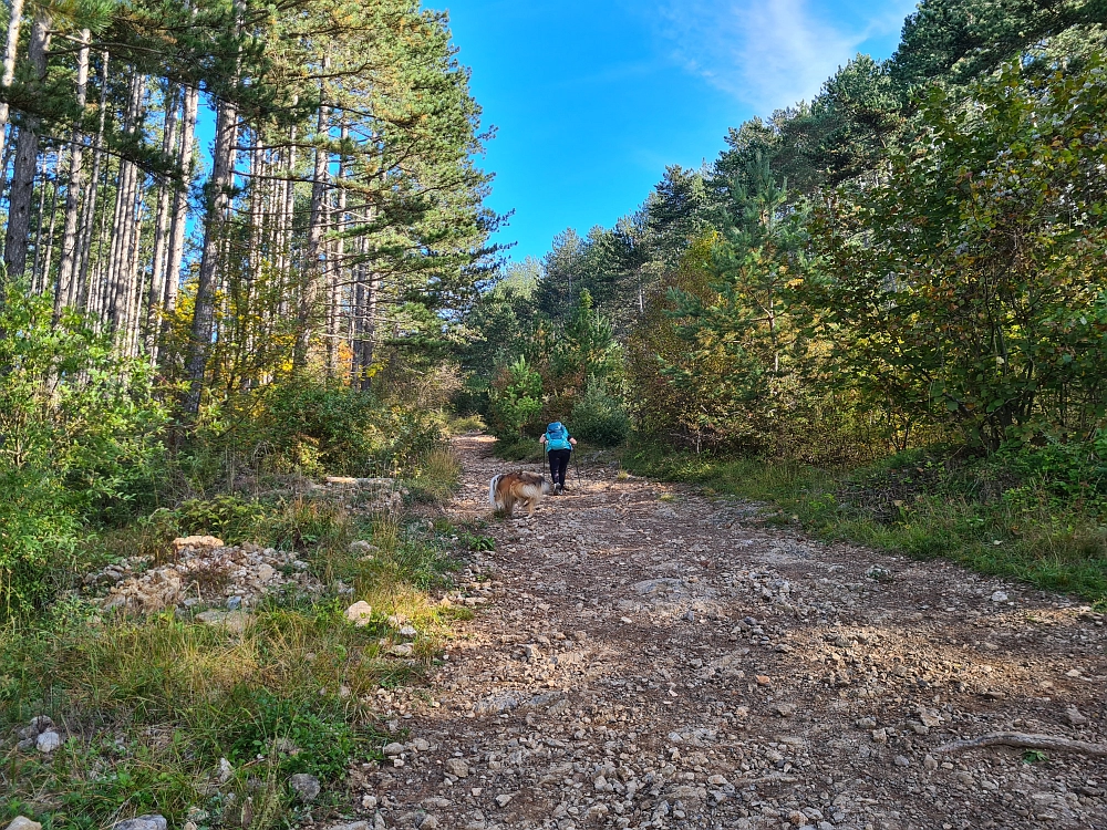 Slika je vidna v Google Chromu.