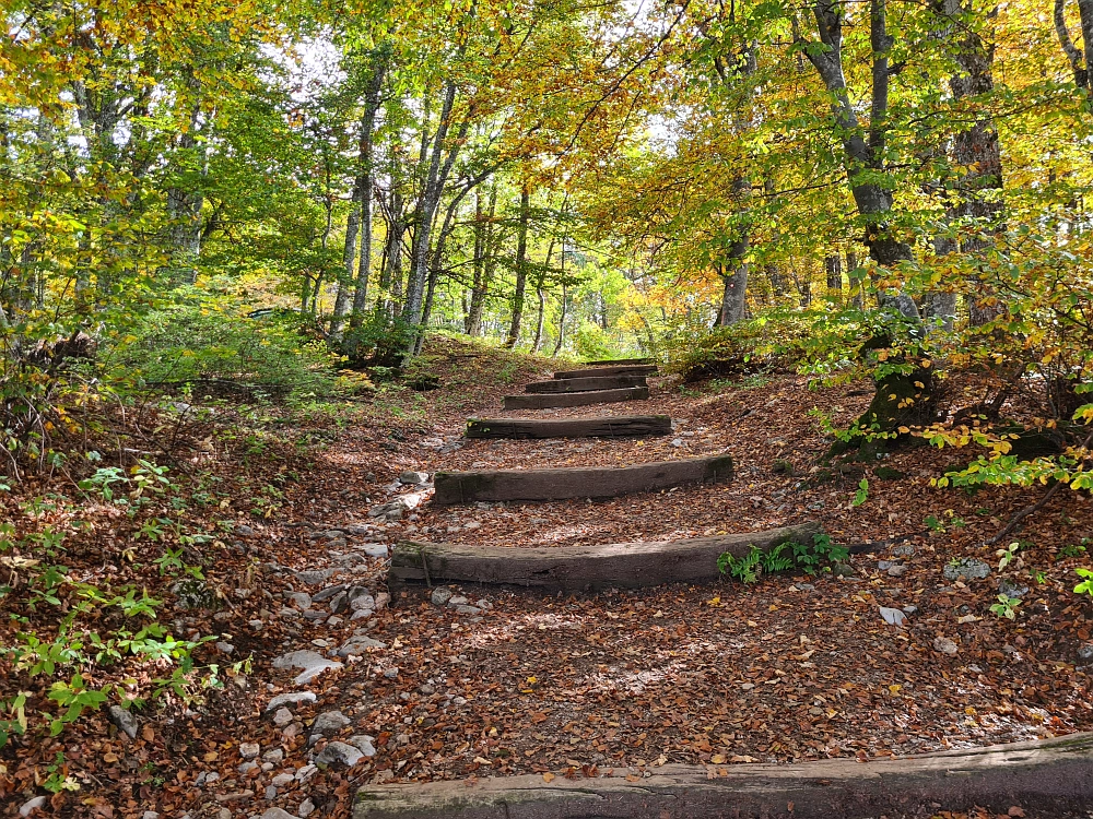 Slika je vidna v Google Chromu.