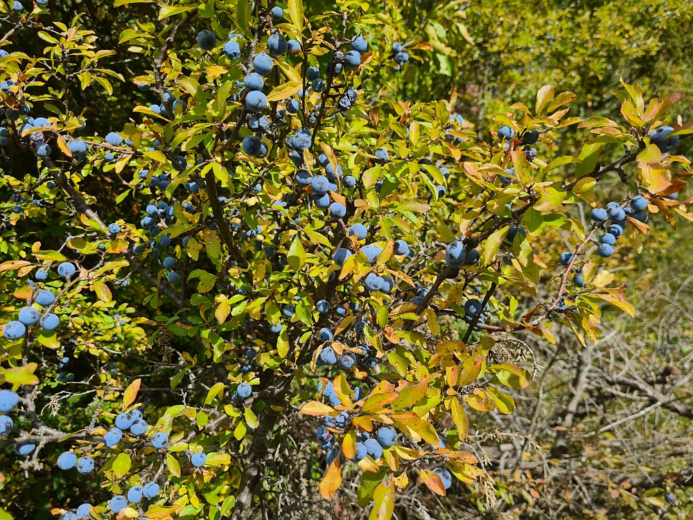 Slika je vidna v Google Chromu.