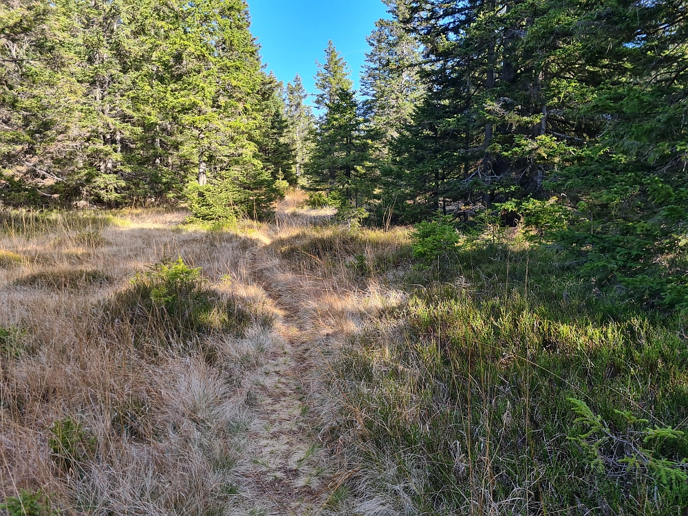 Slika je vidna v Google Chromu.