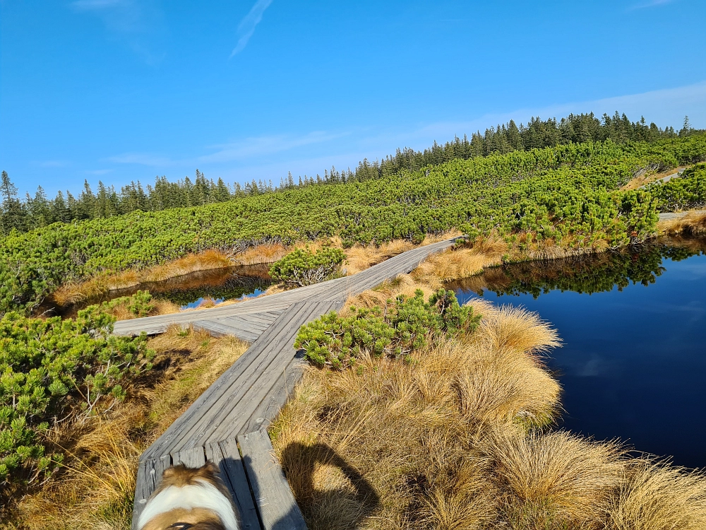 Slika je vidna v Google Chromu.