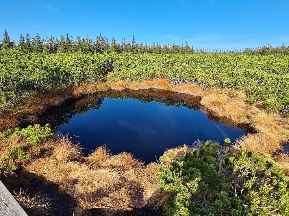 Slika je vidna v Google Chromu.