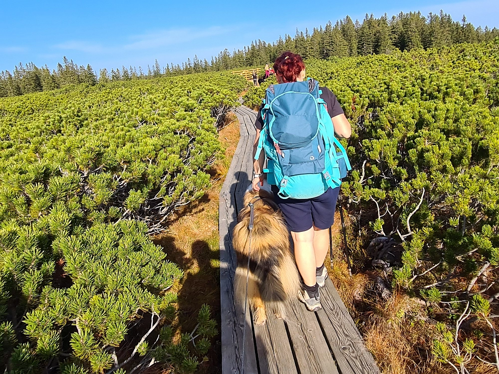 Slika je vidna v Google Chromu.