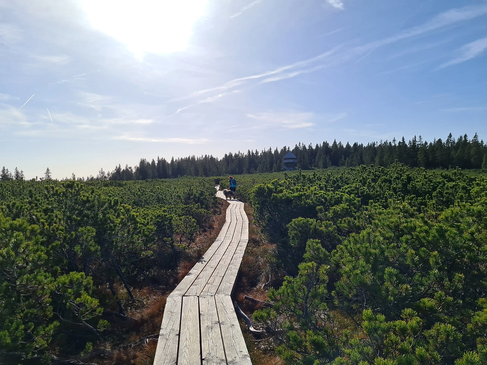 Slika je vidna v Google Chromu.