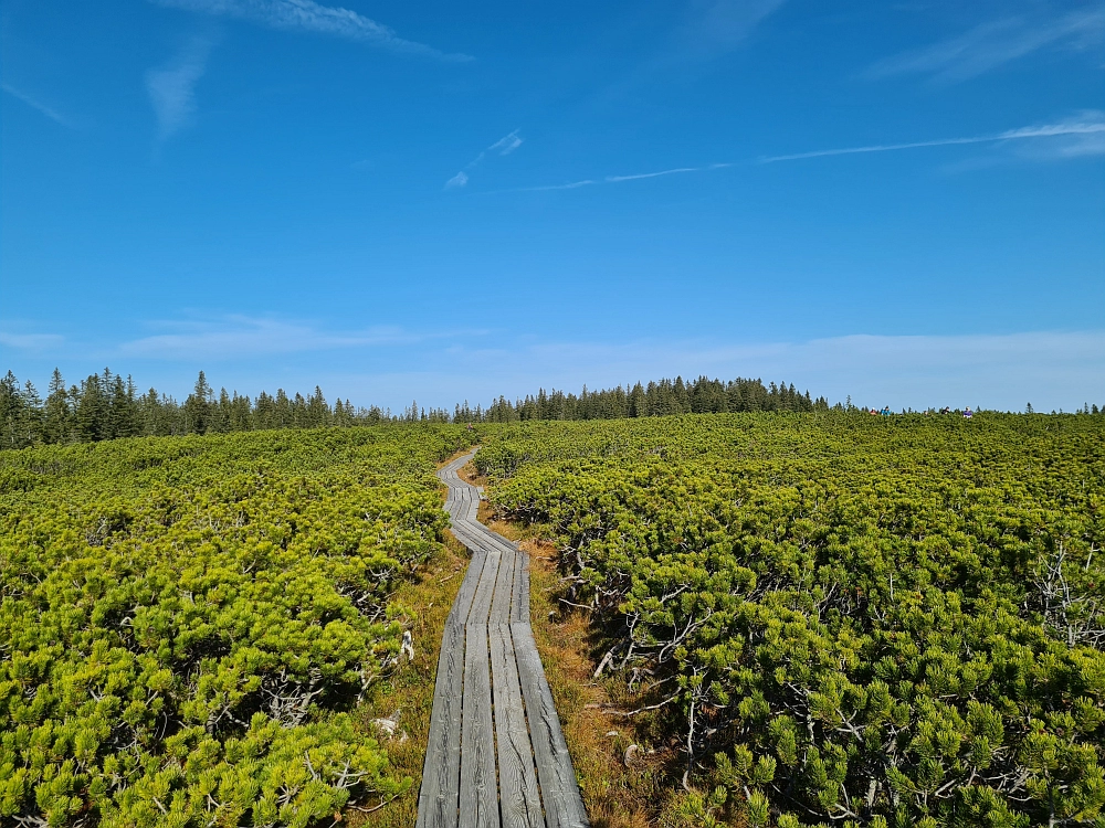 Slika je vidna v Google Chromu.