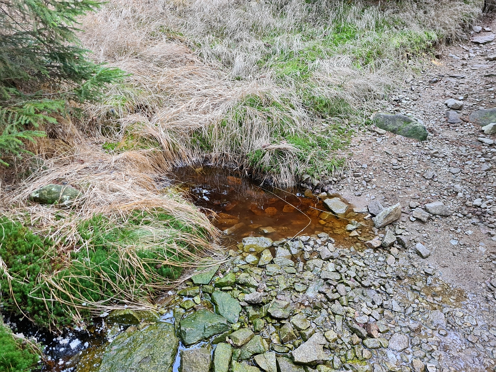 Slika je vidna v Google Chromu.