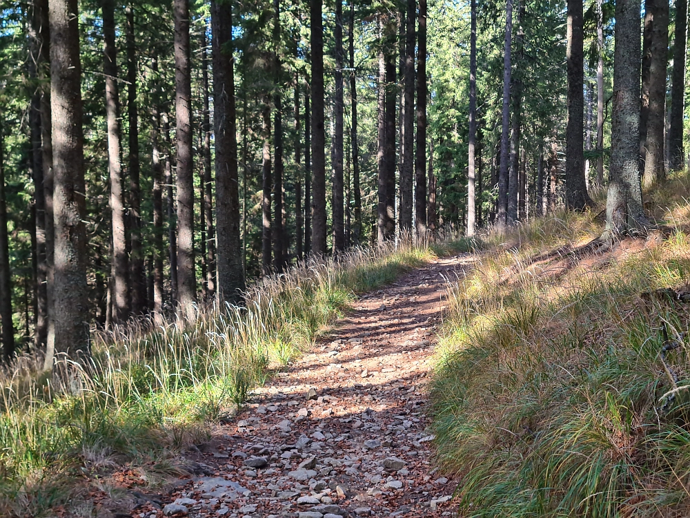 Slika je vidna v Google Chromu.