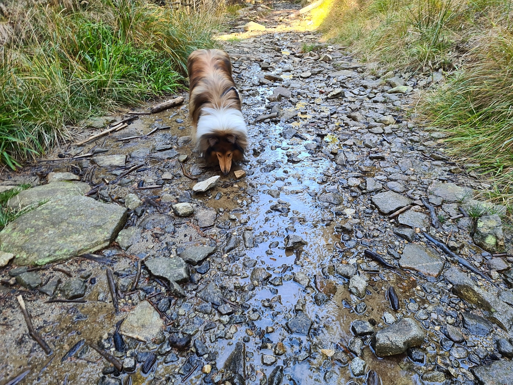 Slika je vidna v Google Chromu.