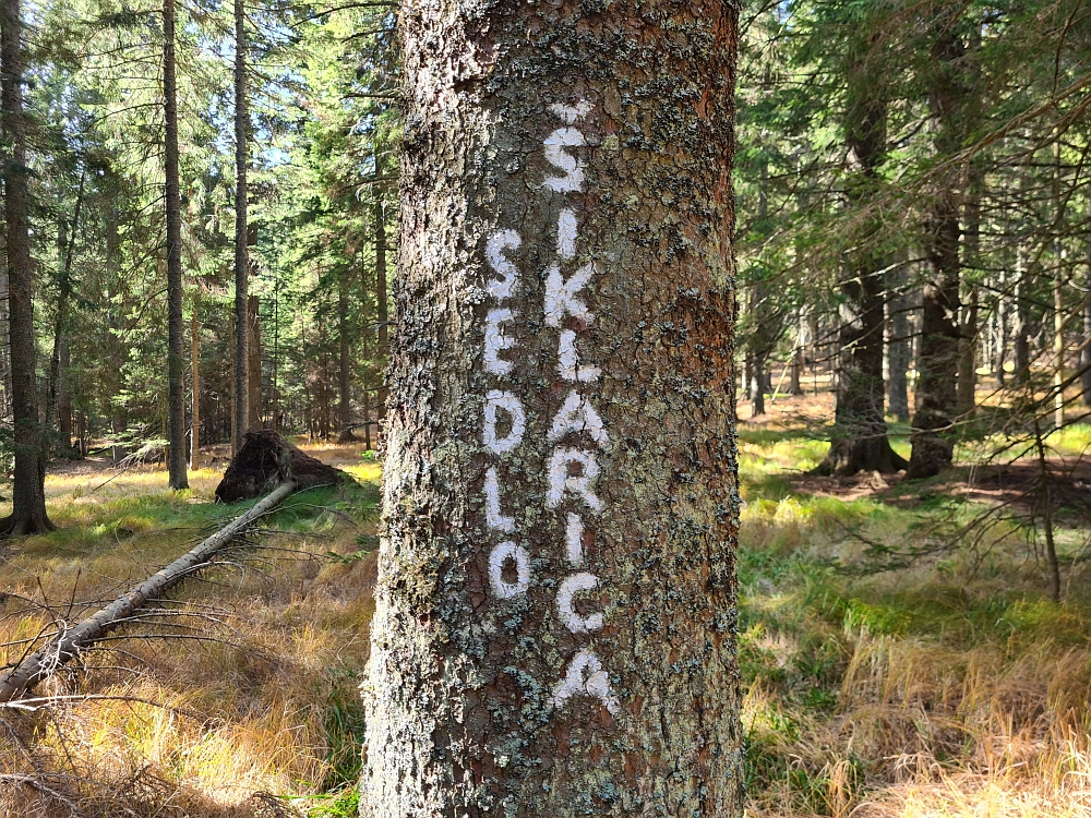 Slika je vidna v Google Chromu.