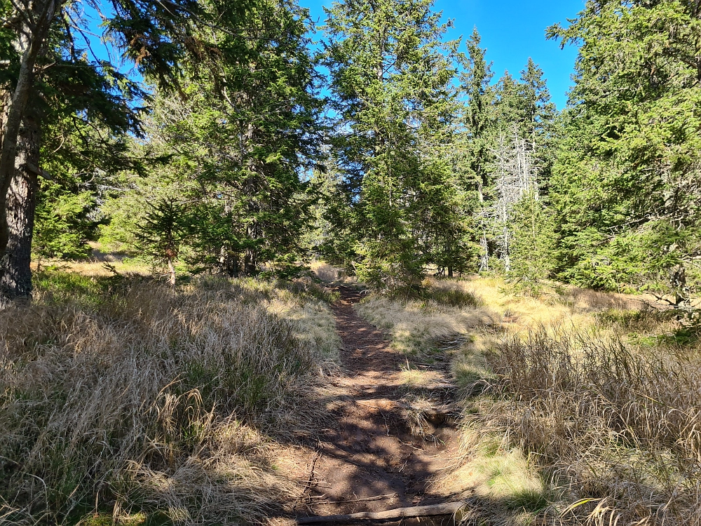 Slika je vidna v Google Chromu.