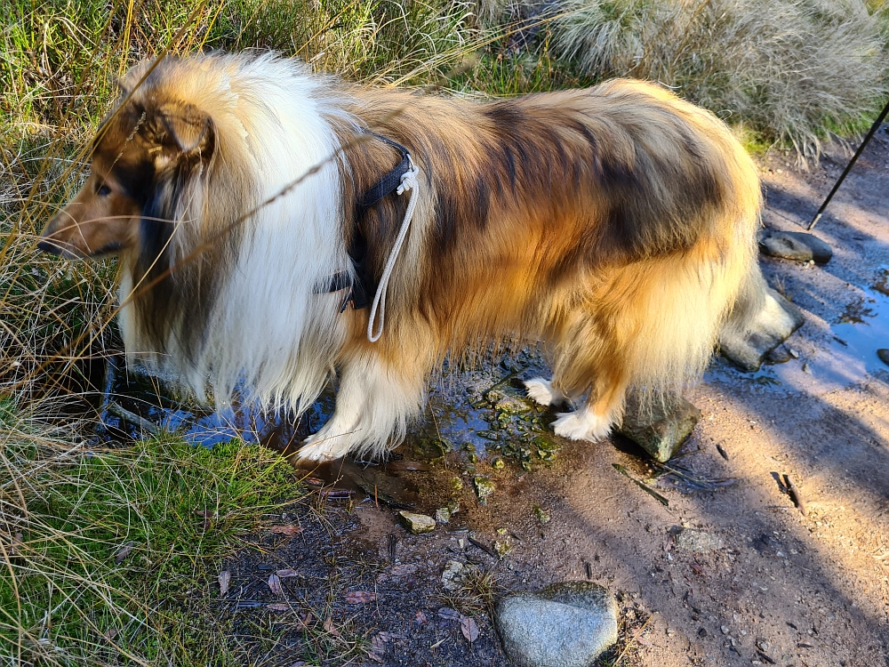 Slika je vidna v Google Chromu.