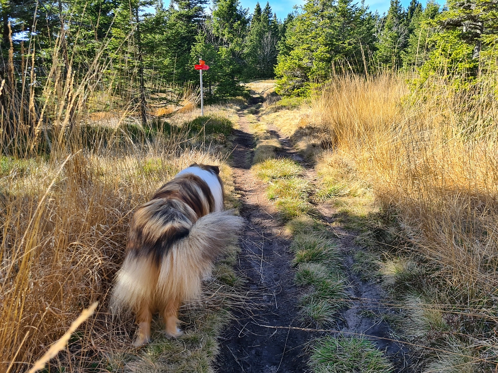 Slika je vidna v Google Chromu.