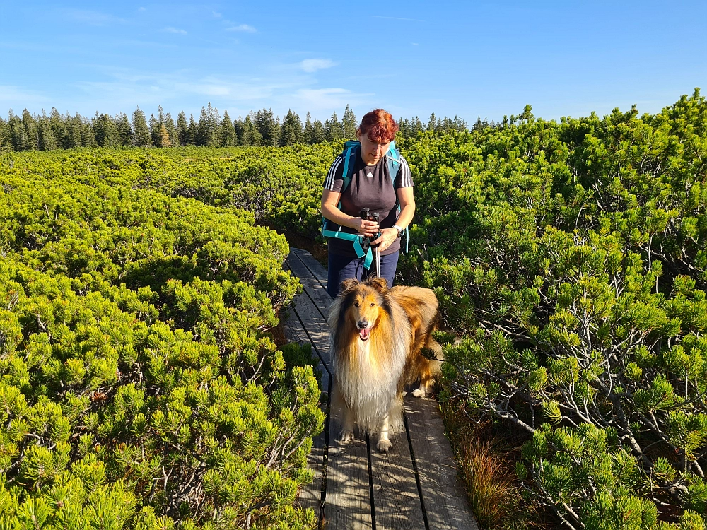 Slika je vidna v Google Chromu.