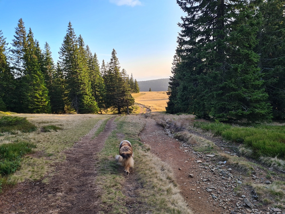 Slika je vidna v Google Chromu.