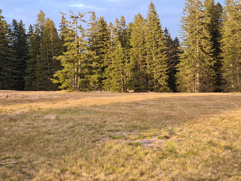 Slika je vidna v Google Chromu.