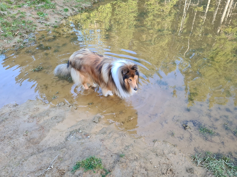 Slika je vidna v Google Chromu.