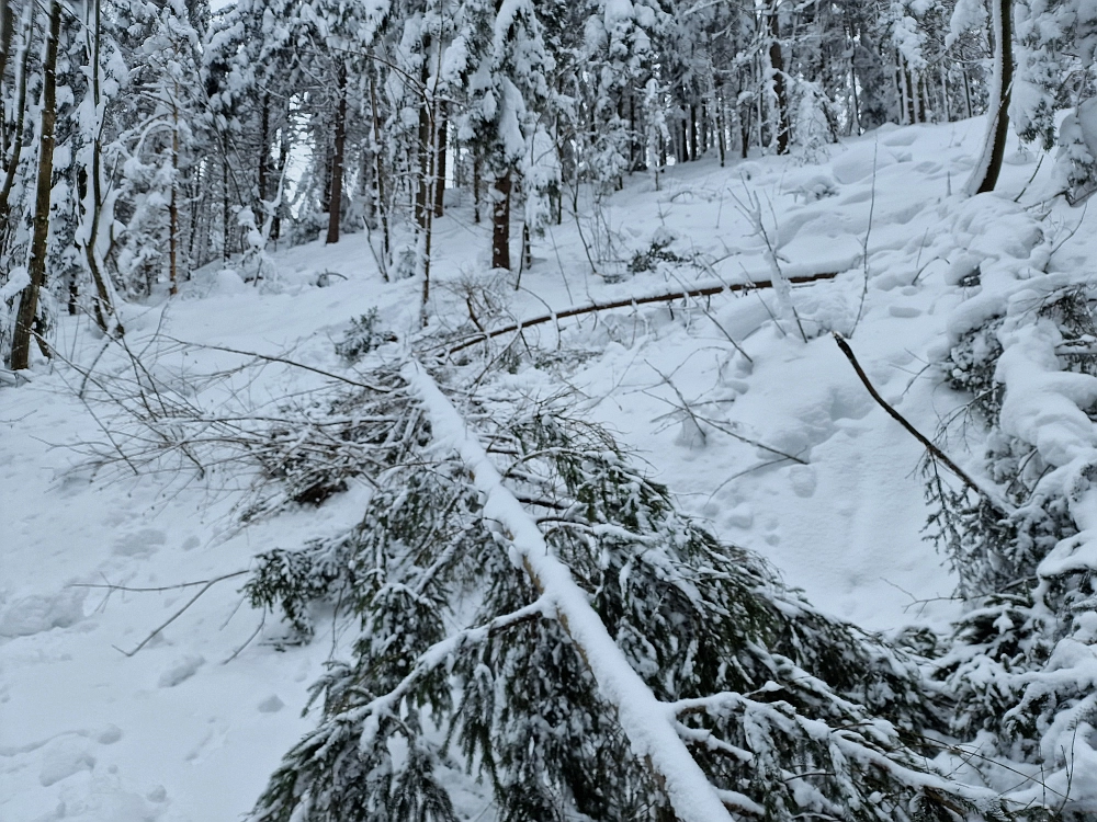 Slika je vidna v Google Chromu.