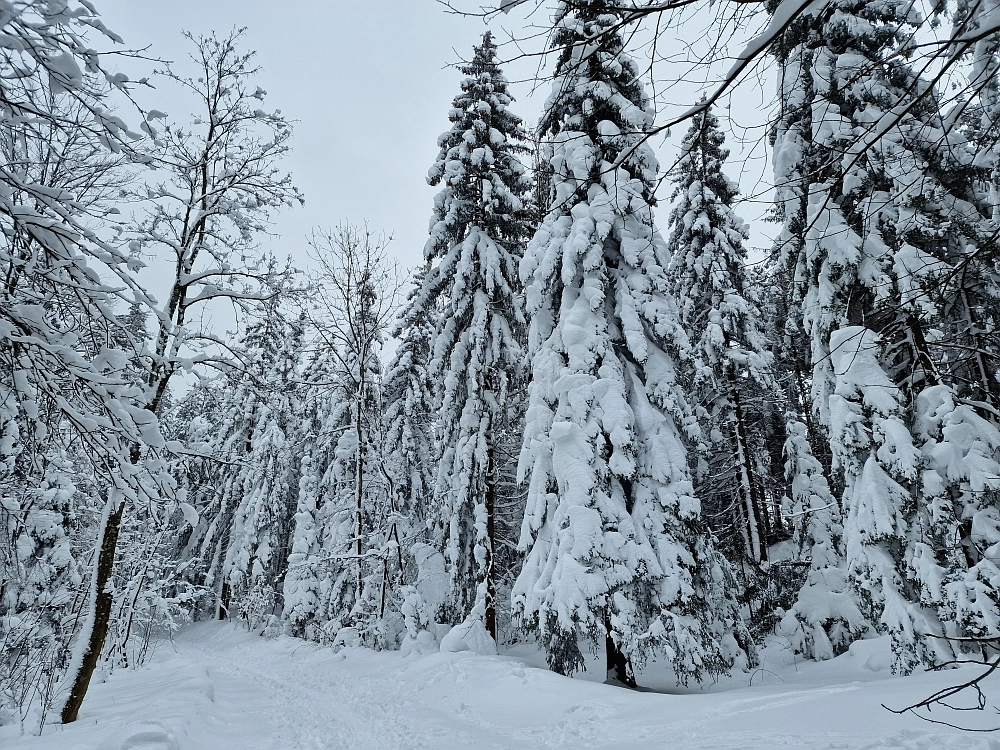 Slika je vidna v Google Chromu.