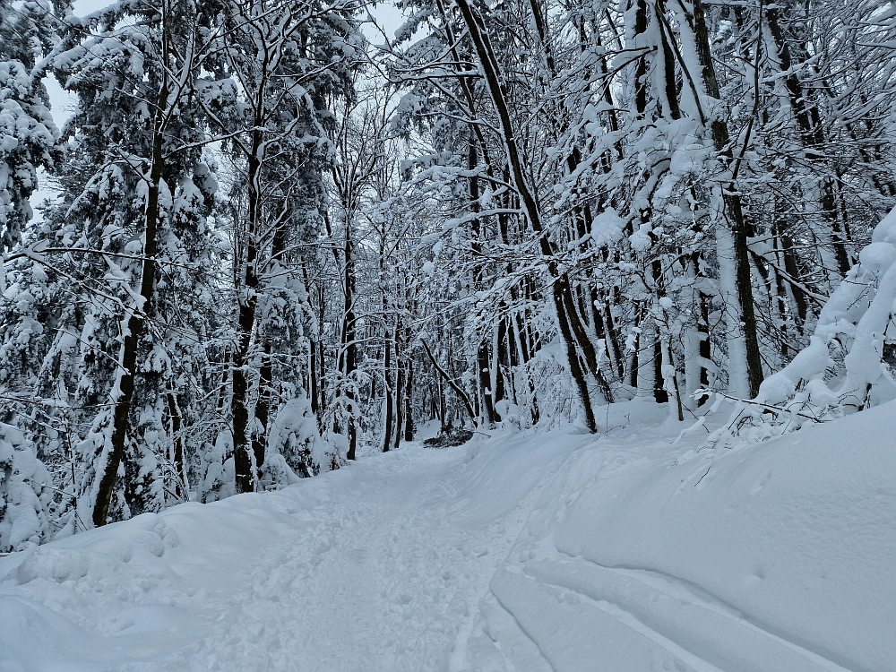 Slika je vidna v Google Chromu.