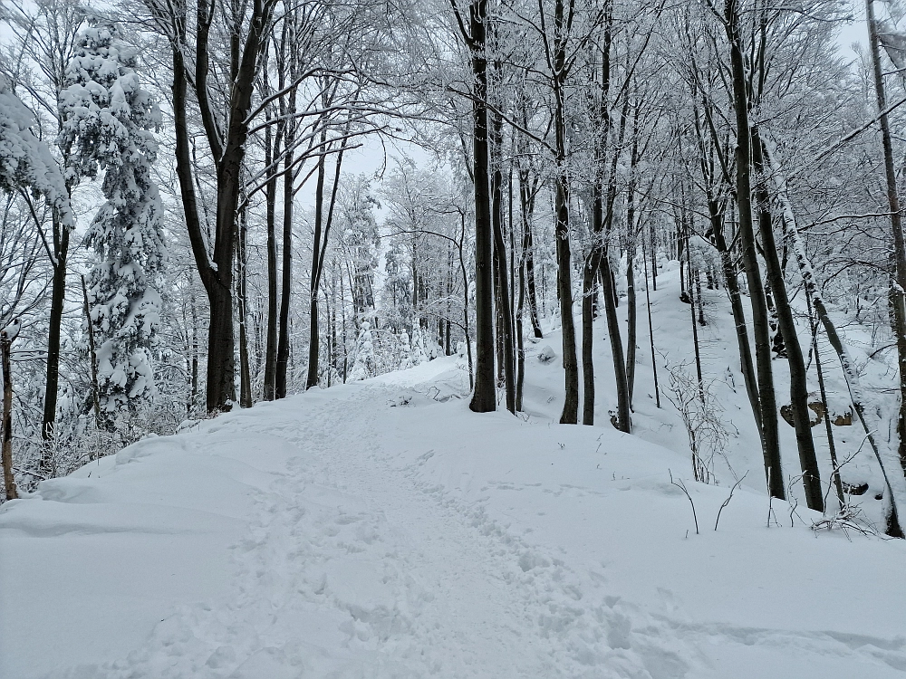 Slika je vidna v Google Chromu.