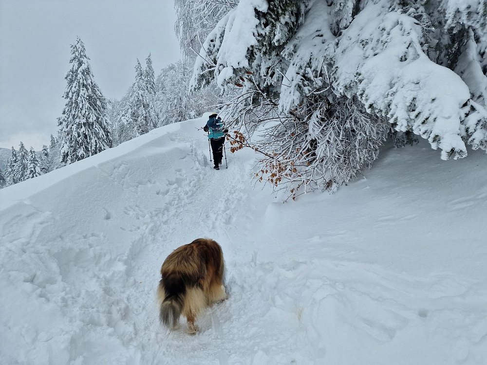 Slika je vidna v Google Chromu.