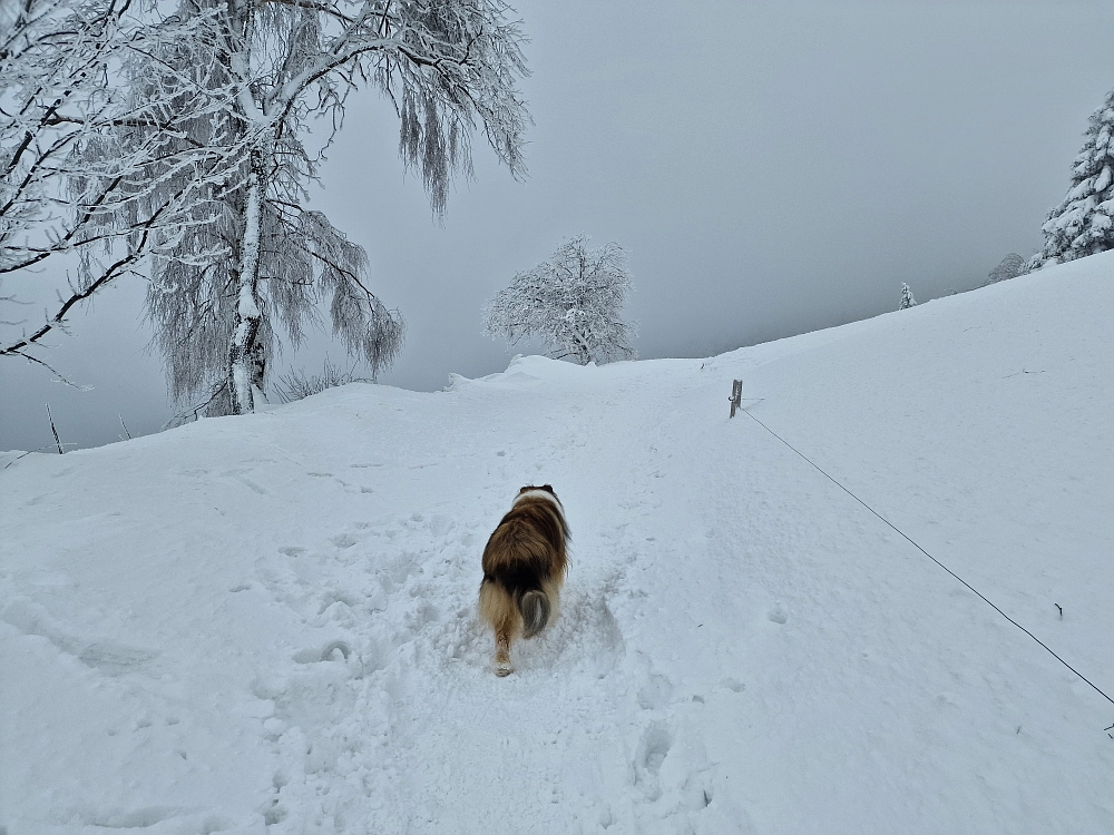 Slika je vidna v Google Chromu.