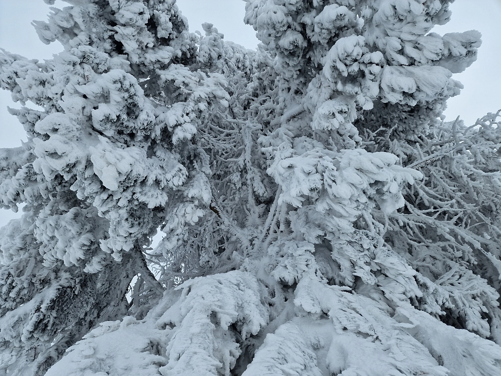 Slika je vidna v Google Chromu.