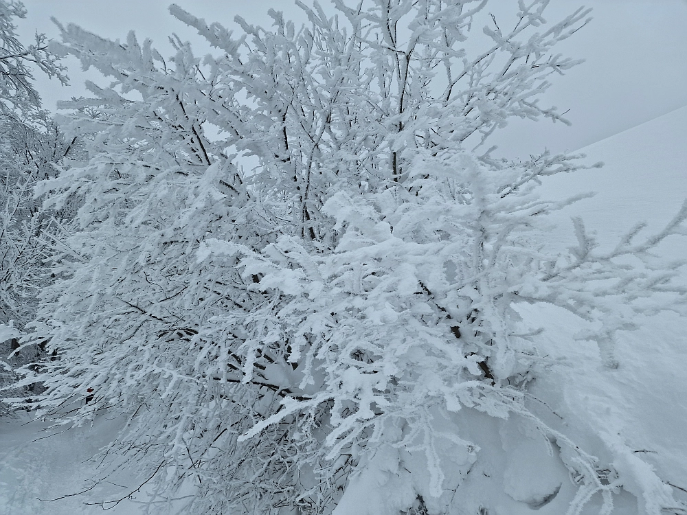 Slika je vidna v Google Chromu.