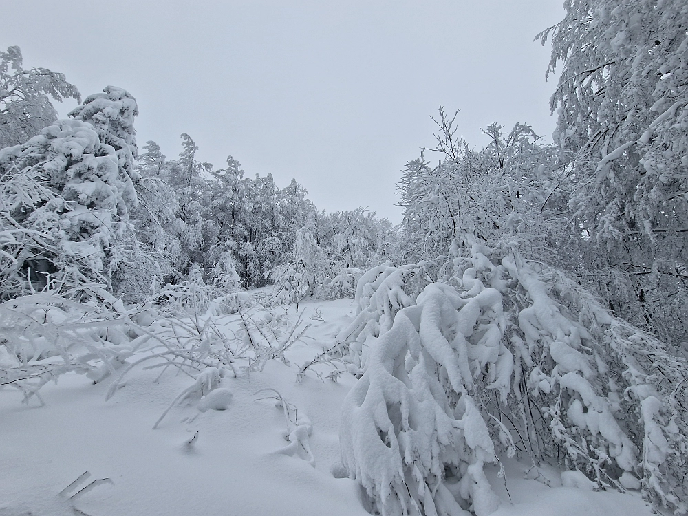 Slika je vidna v Google Chromu.