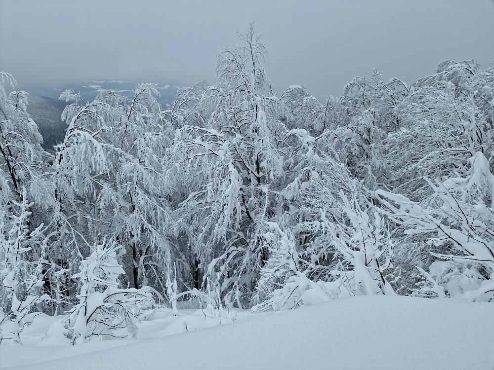 Slika je vidna v Google Chromu.