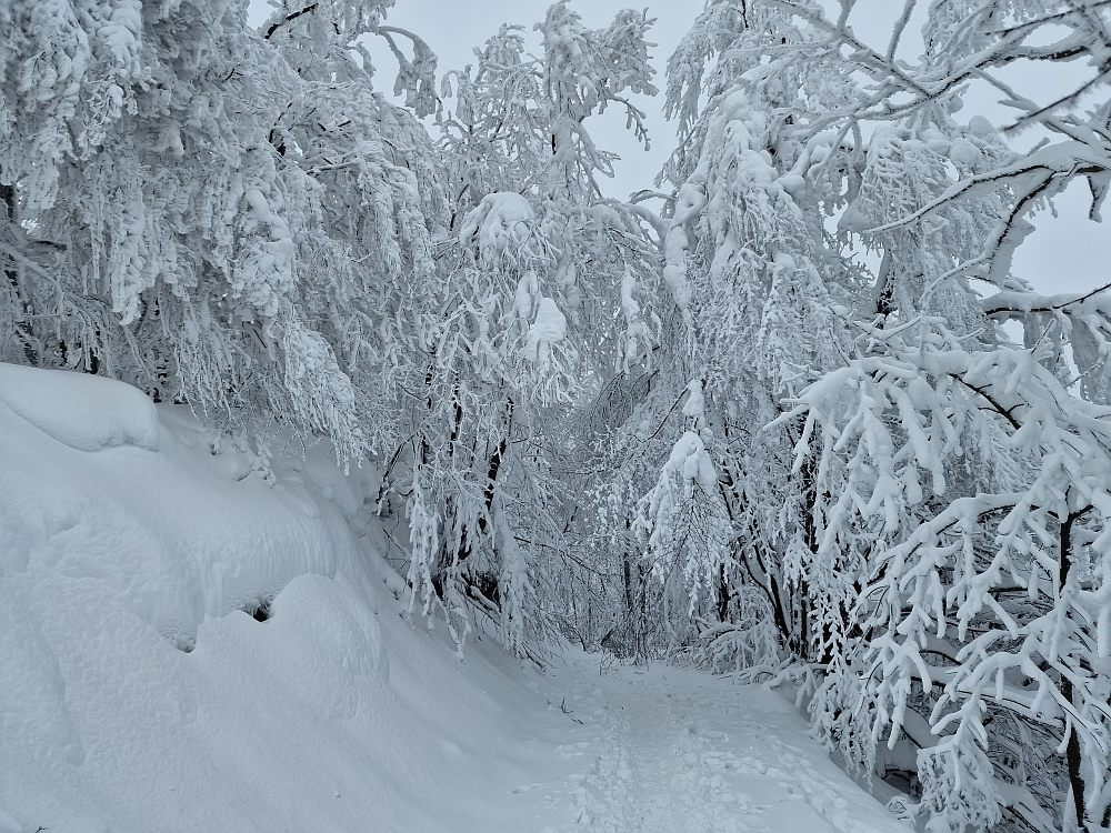 Slika je vidna v Google Chromu.