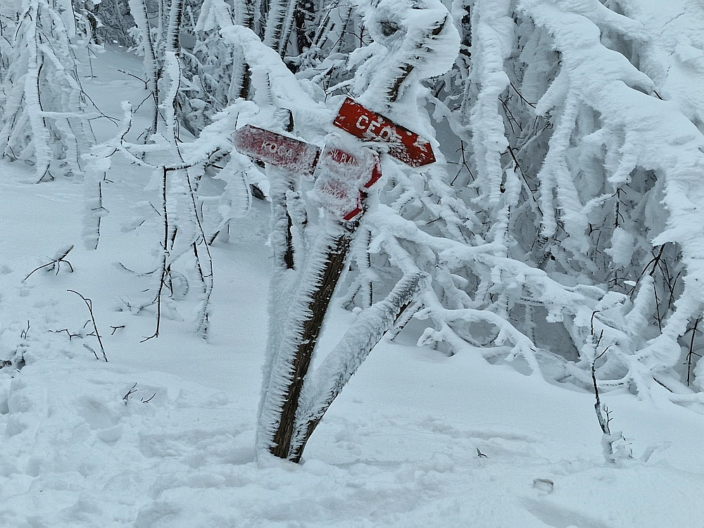 Slika je vidna v Google Chromu.