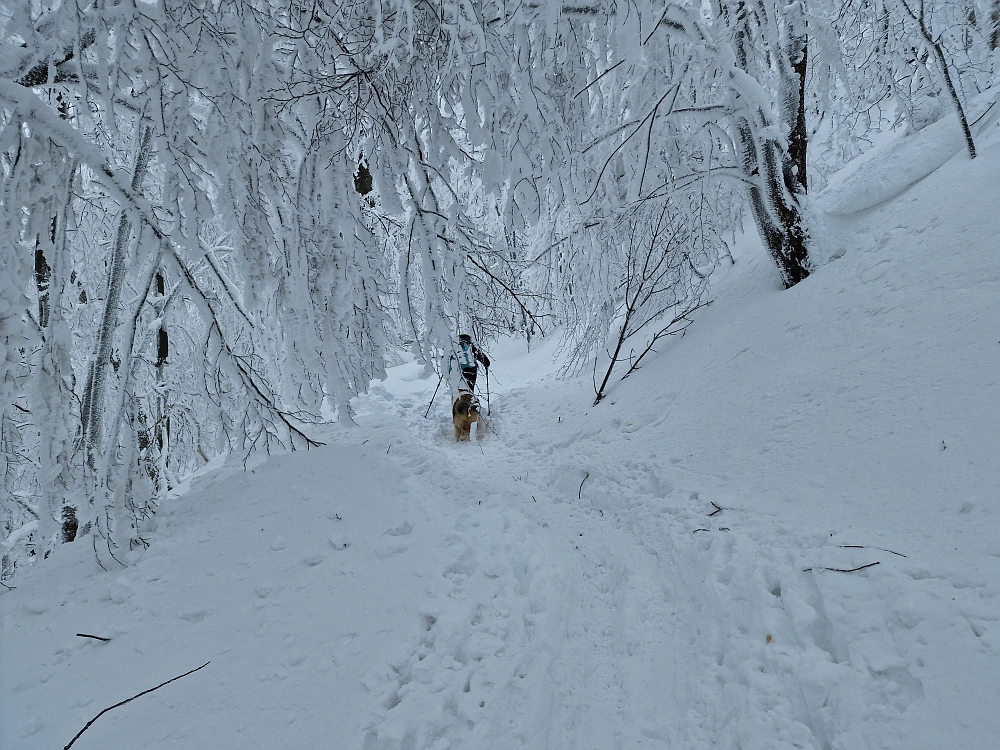 Slika je vidna v Google Chromu.