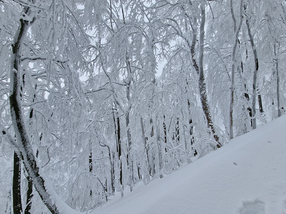 Slika je vidna v Google Chromu.