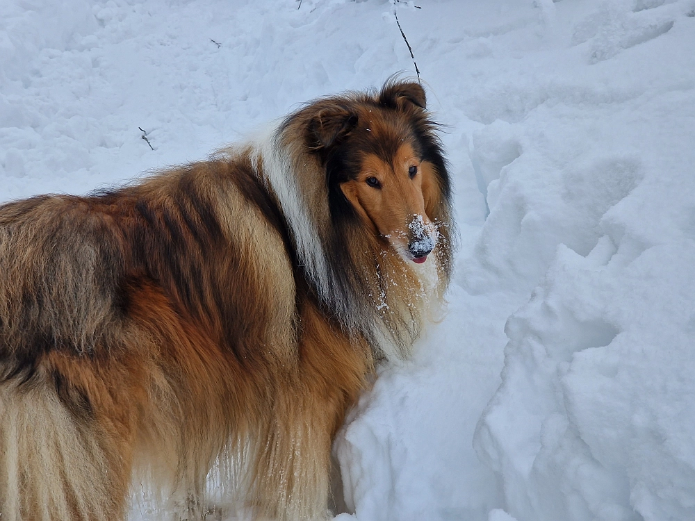Slika je vidna v Google Chromu.