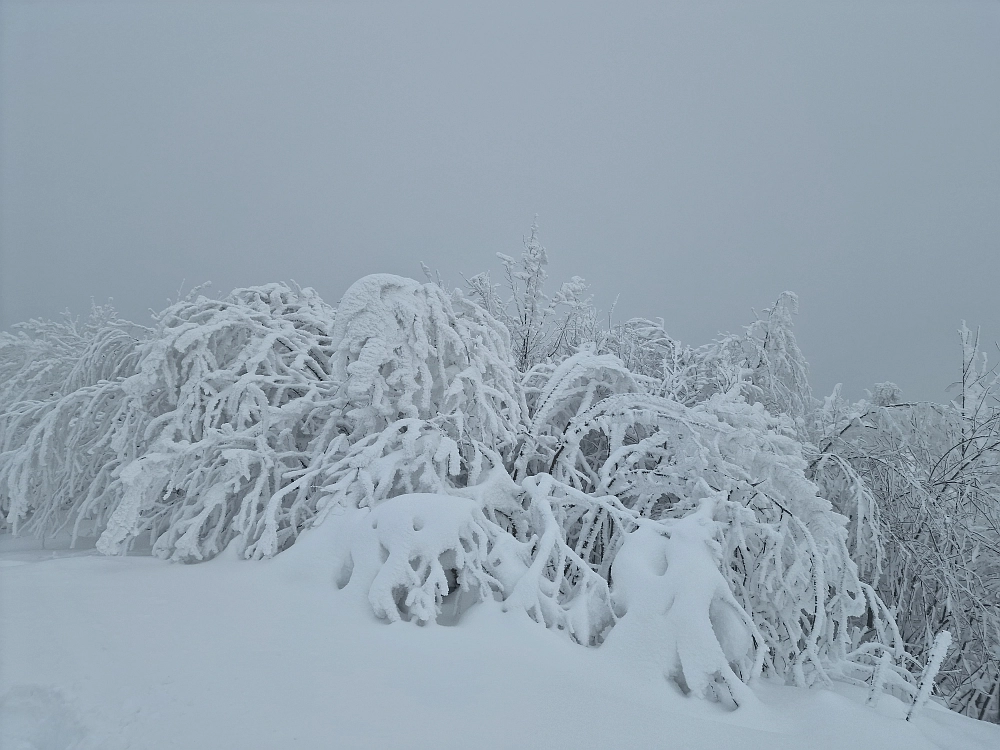 Slika je vidna v Google Chromu.