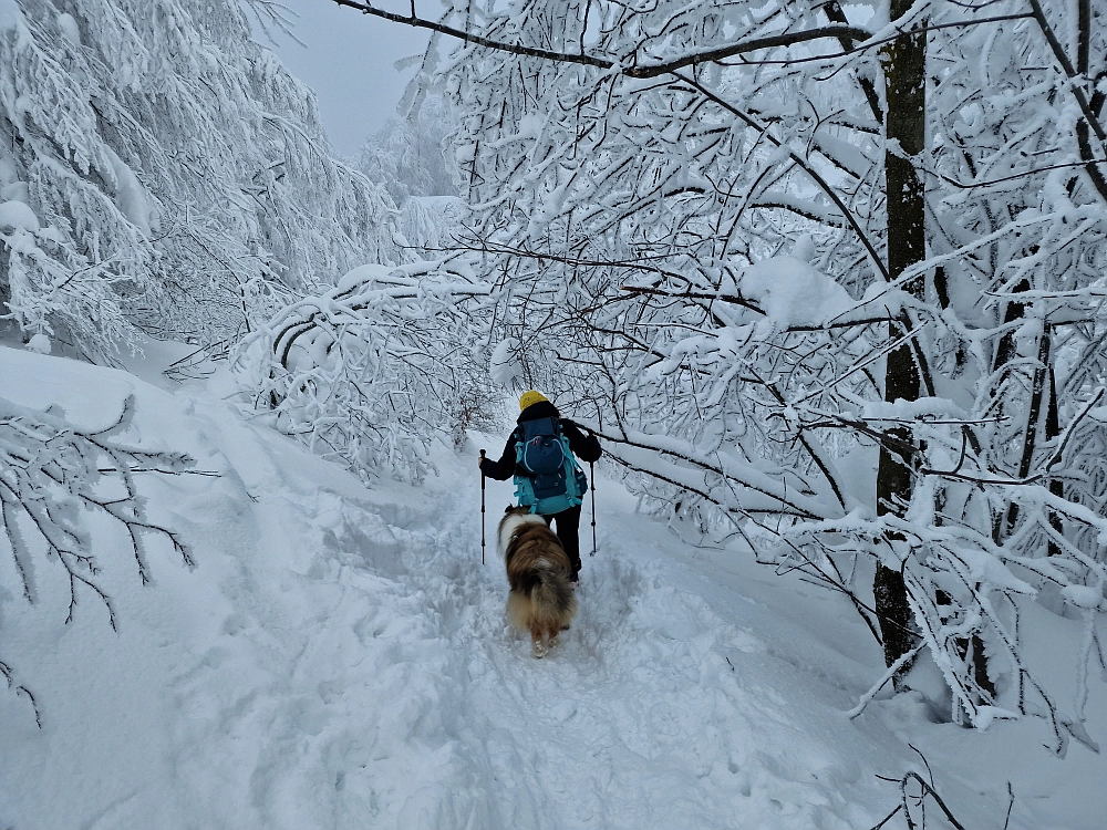Slika je vidna v Google Chromu.